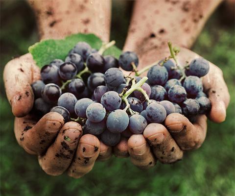 Balkan-Wines-Bovin-hands-holding-grapes-1